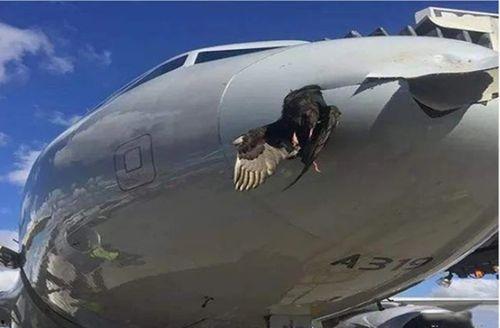 飞行员呆呆鸟,翱翔蓝天中的独特身影