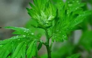 苦艾草,神秘药草的传奇与启示